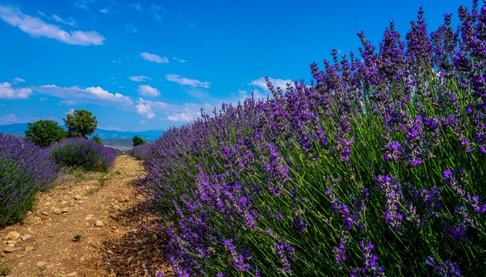 Khám phá 3 vườn hoa Lavender Đà Lạt hot nhất hiện nay